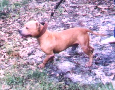 Boudreaux pitbull clearance kennels